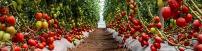 tomato greenhouse